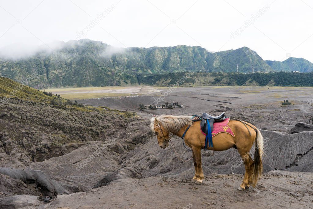 Photography of horse standing on a black volcano in Indonesia