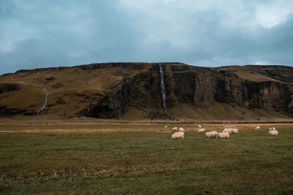 Pittoreska Vattenfall Och Betande Får Island Nordiska Naturen — Stockfoto