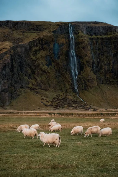 Живописный Водопад Выпас Овец Исландия Нордическая Природа — стоковое фото