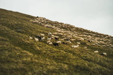 dağlarda yeşil çimenlerin üzerinde otlatma koyun sürüsü
