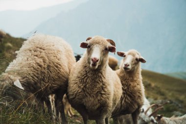 dağlarda yeşil çimenlerin üzerinde otlatma koyun sürüsü