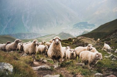 dağlarda yeşil çimenlerin üzerinde otlatma koyun sürüsü