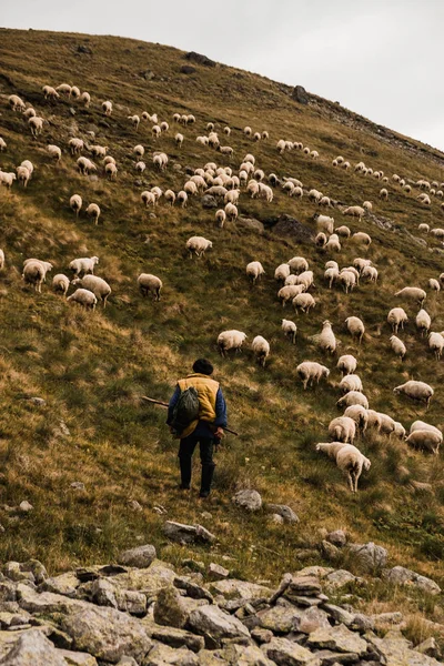shepherd grazing flock of sheep grazing on green grass in mountains