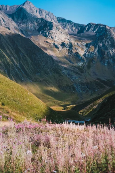 Green Caucasus Mountains Pink Flowers Landscape Georgia Asia — Stock Photo, Image