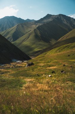 Yeşil dağların muhteşem manzara, Georgia, Asya ile otlatma inekler