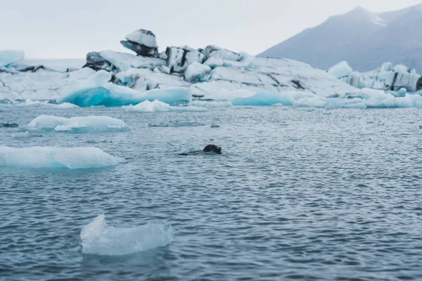 アイスランドの氷北欧の風景に覆われた氷河水の中のアザラシの水泳 — ストック写真