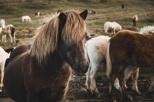 Beautiful Icelandic horses in Iceland, Europe