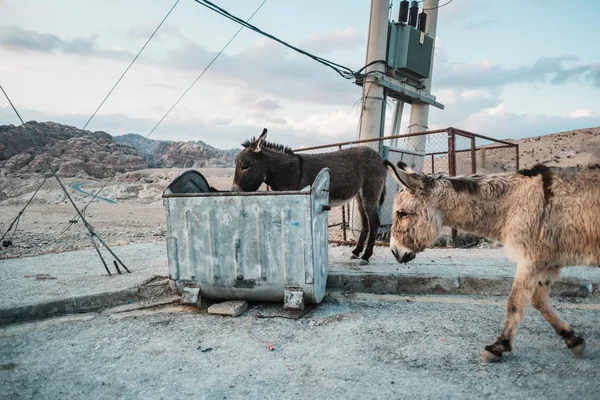 Donkeys Pracujący Miejscu Przemysłowym Pustyni Przez Petra Jordan — Zdjęcie stockowe
