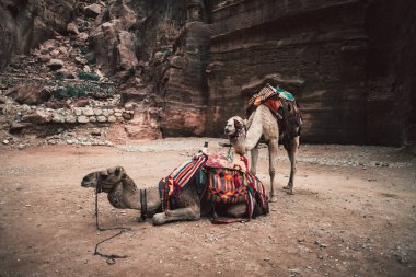 Al Khazneh, Petra, Ürdün kaya yüz antik tapınağın önünde Develer