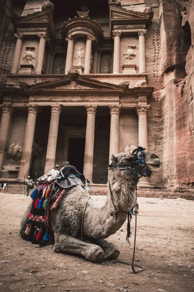 Camel Przed Starożytną Świątynią Skale Khazneh Petra Jordania — Zdjęcie stockowe