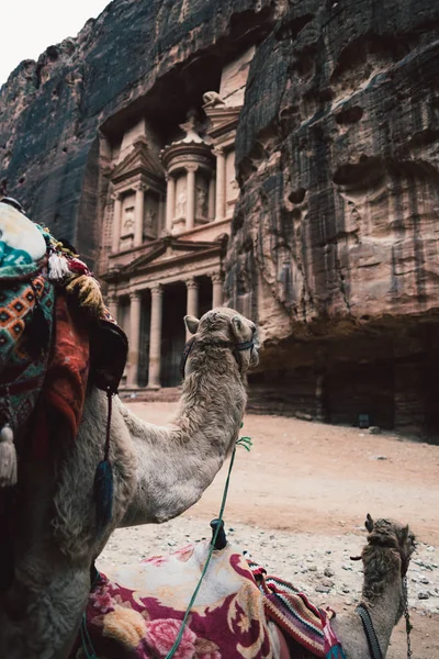 Wielbłądy Przed Starożytną Świątynią Skale Khazneh Petra Jordania — Zdjęcie stockowe