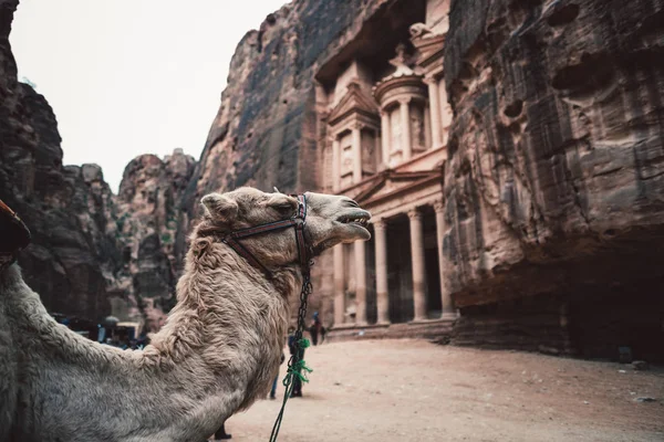 Camel Przed Starożytną Świątynią Skale Khazneh Petra Jordania — Zdjęcie stockowe