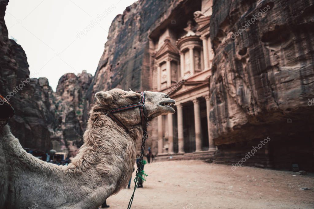 Camel in front of ancient temple in rock face in Al Khazneh, Petra, Jordan