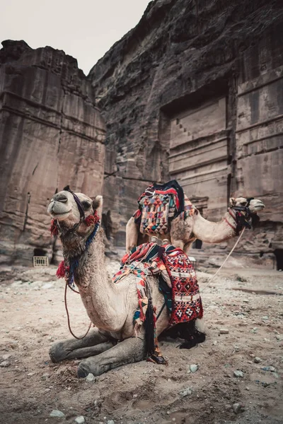 Cammelli Rocce Nel Paesaggio Desertico Petra Giordania Asia — Foto Stock