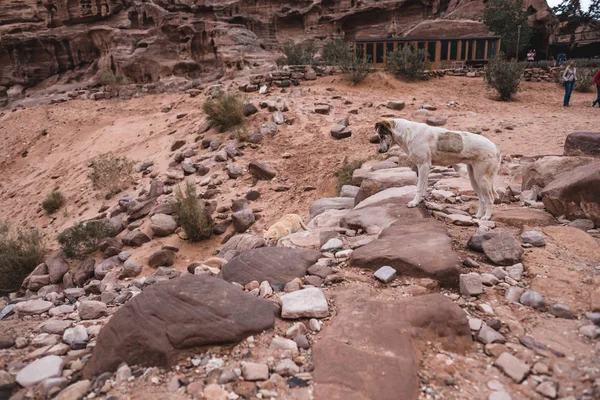 Petra çöl manzara kayalar üzerinde duran Sokak köpeği, Ürdün, Asya