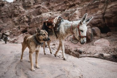 Petra çölünde kayalık yolda yürüyen eşek ve köpek, Ürdün, Asya