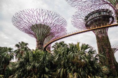 Bay, Singapur, Asya tarafından Gardens modern supertrees düşük açı görünümü