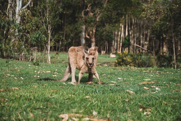 Doğada Kanguru Hayvan — Stok fotoğraf