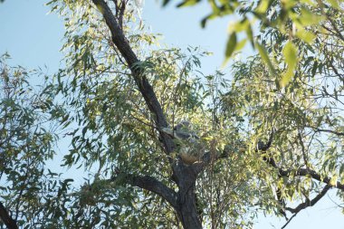 Gökyüzü arka plan üzerinde yeşil ağaçlar 