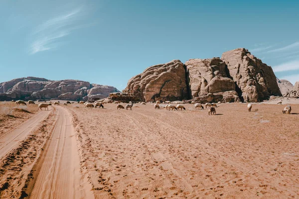 Stado Owiec Spacerujących Krajobrazie Pustyni Jordanii Azja — Zdjęcie stockowe