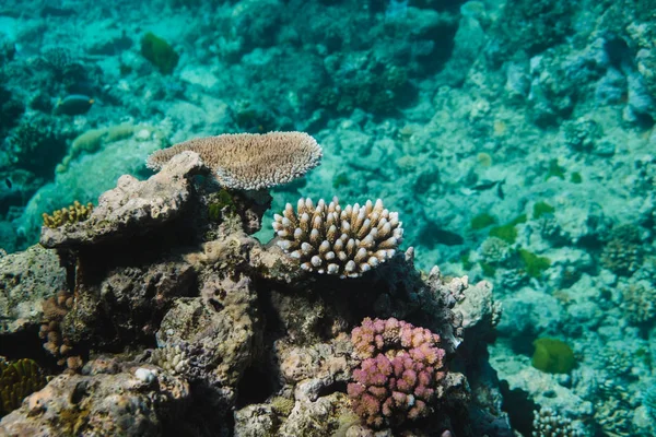 大堡礁 澳大利亚 色彩艳丽的珊瑚礁 珊瑚种类繁多 海洋清洁 — 图库照片