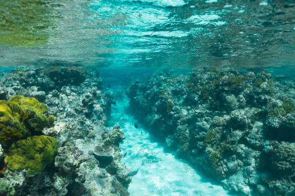 大堡礁 澳大利亚 色彩艳丽的珊瑚礁 珊瑚种类繁多 海洋清洁 — 图库照片