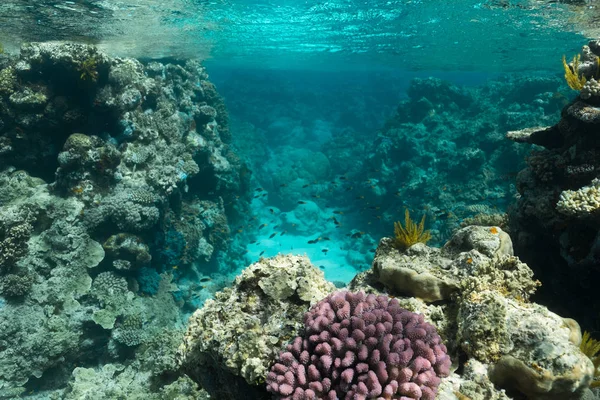 Great Barrier Reef Australië Gezond Kleurrijk Koraalrif Met Verschillende Koralen — Stockfoto