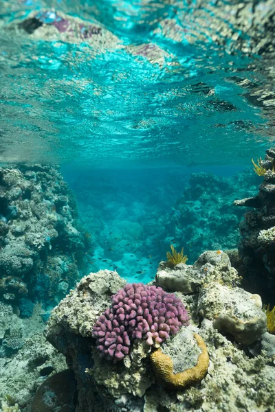 Great Barrier Reef Australië Gezond Kleurrijk Koraalrif Met Verschillende Koralen — Stockfoto