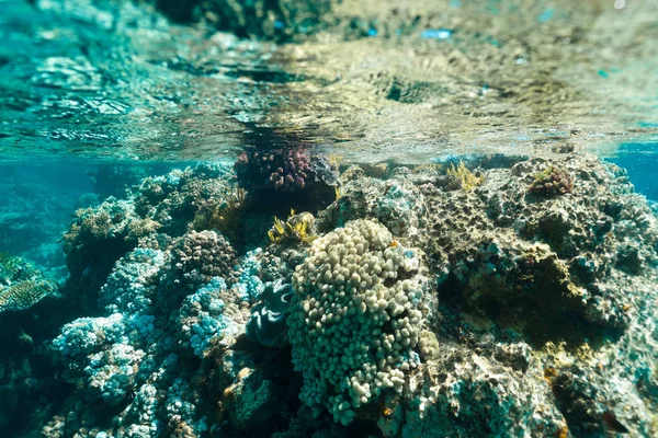 Great Barrier Reef Australië Gezond Kleurrijk Koraalrif Met Verschillende Koralen — Stockfoto