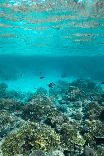 Great Barrier Reef, Australia: Healthy colourful coral reef with variety of different corals, clean ocean