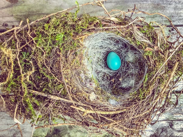 Vogelnest Mit Einem Hellblauen Azurblauen — Stockfoto