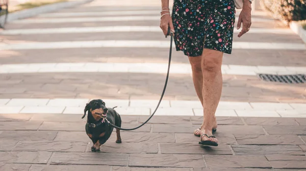 老婆は 夕日や日の出 小さなペットとの休暇で祖母に小さな犬を連れて歩いて ダックスフントやソーセージ犬をアナグマ — ストック写真