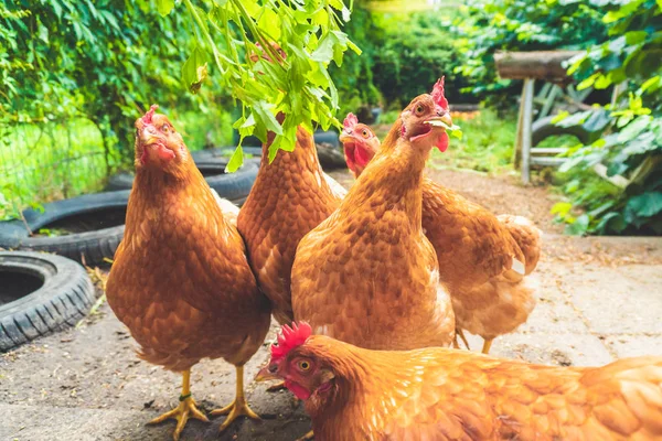 Funny picture of a group of red chickens looking to the camera