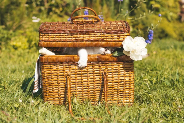 Picture Picnic Basket Lawn Which White Kitten Trying Coming Out — Stock Photo, Image