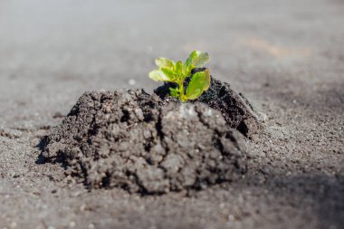 Yeşil bitkinin yakın çekimi beton ve asfaltta yol açar, yolda büyür - yeni hayat, doğanın gücü, kuralları çiğnemek, başlangıç ve kutunun dışında düşünme konsepti