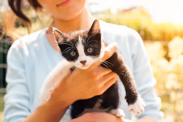 Close-up of small black and white cat (kitten) in female hands - animal thug lifestyle concept