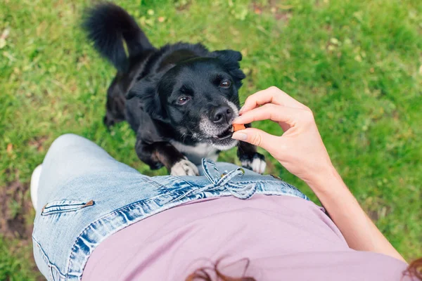 Jovem Mulher Brincando Treinando Com Cão Cachorro Comendo Lanche Mãos — Fotografia de Stock