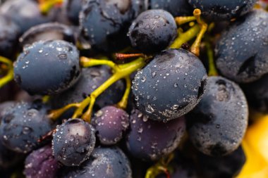 su damlaları ile üzüm