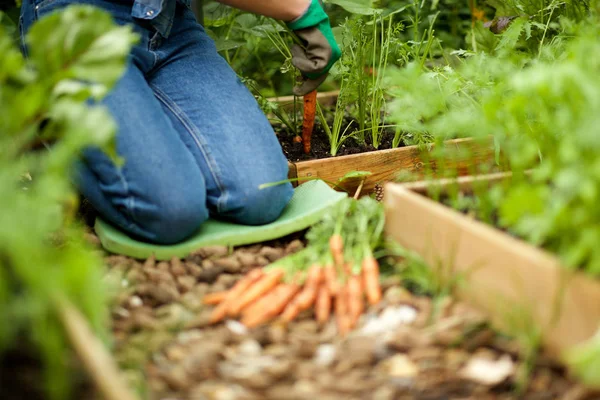 Portret Tuinman Knieën Die Wortelen Uit Grond Graaft — Stockfoto