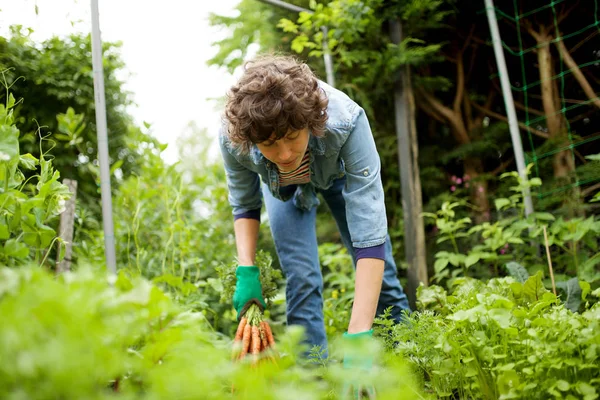 Portret Vrouwelijke Tuinman Oogsten Wortelen Uit Tuin — Stockfoto