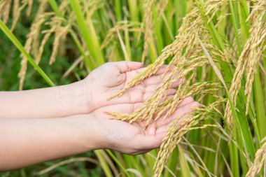 Pirinç kulakları dişilerin elinde 