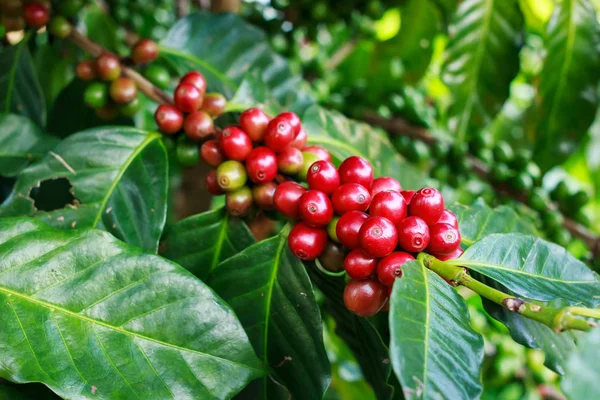 Coffee Tree Coffee Bean Farm Plantations Thailand — Stock Photo, Image