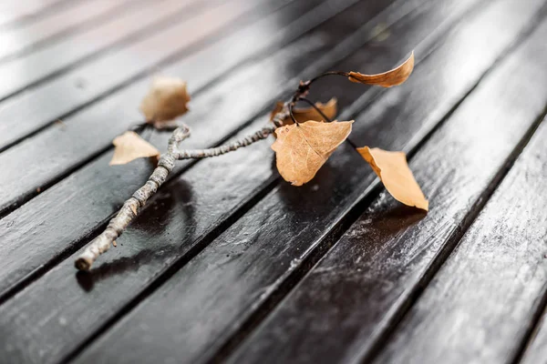 Sonbahar düşen yapraklar üzerinde ahşap tabl