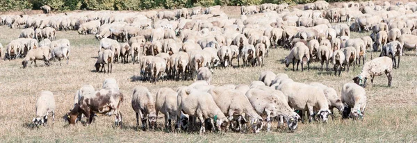 Detalhes Uma Manada Ovelhas Comendo Campo — Fotografia de Stock