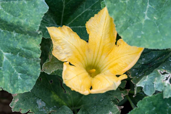 Damla damla bir ekolojik Bahçe ve sulama ile yetiştirilen ürünlerin detay