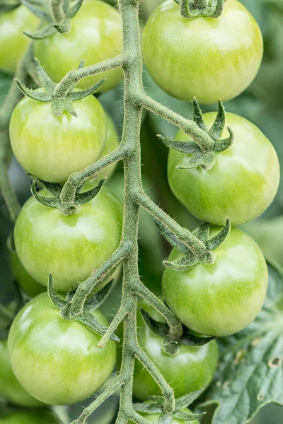 Detalle Productos Cultivados Jardín Ecológico Con Riego Gota Gota — Foto de Stock