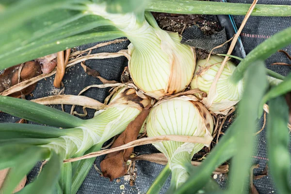 Detalhe Produtos Cultivados Jardim Ecológico Com Irrigação Gota Gota — Fotografia de Stock