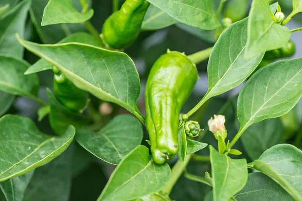 Rincian Produk Tumbuh Kebun Ekologi Dan Dengan Irigasi Setetes Demi — Stok Foto