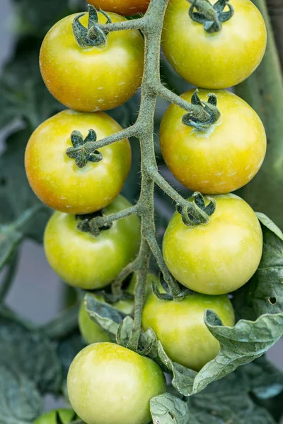 Detalle Productos Cultivados Jardín Ecológico Con Riego Gota Gota — Foto de Stock