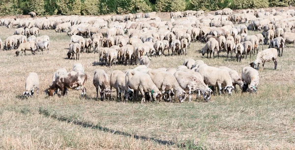 Detalhes Uma Manada Ovelhas Comendo Campo — Fotografia de Stock